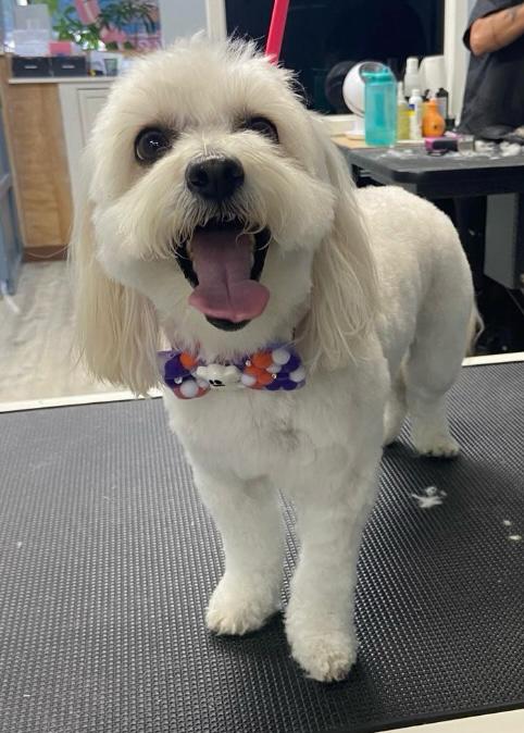 Dog 5
