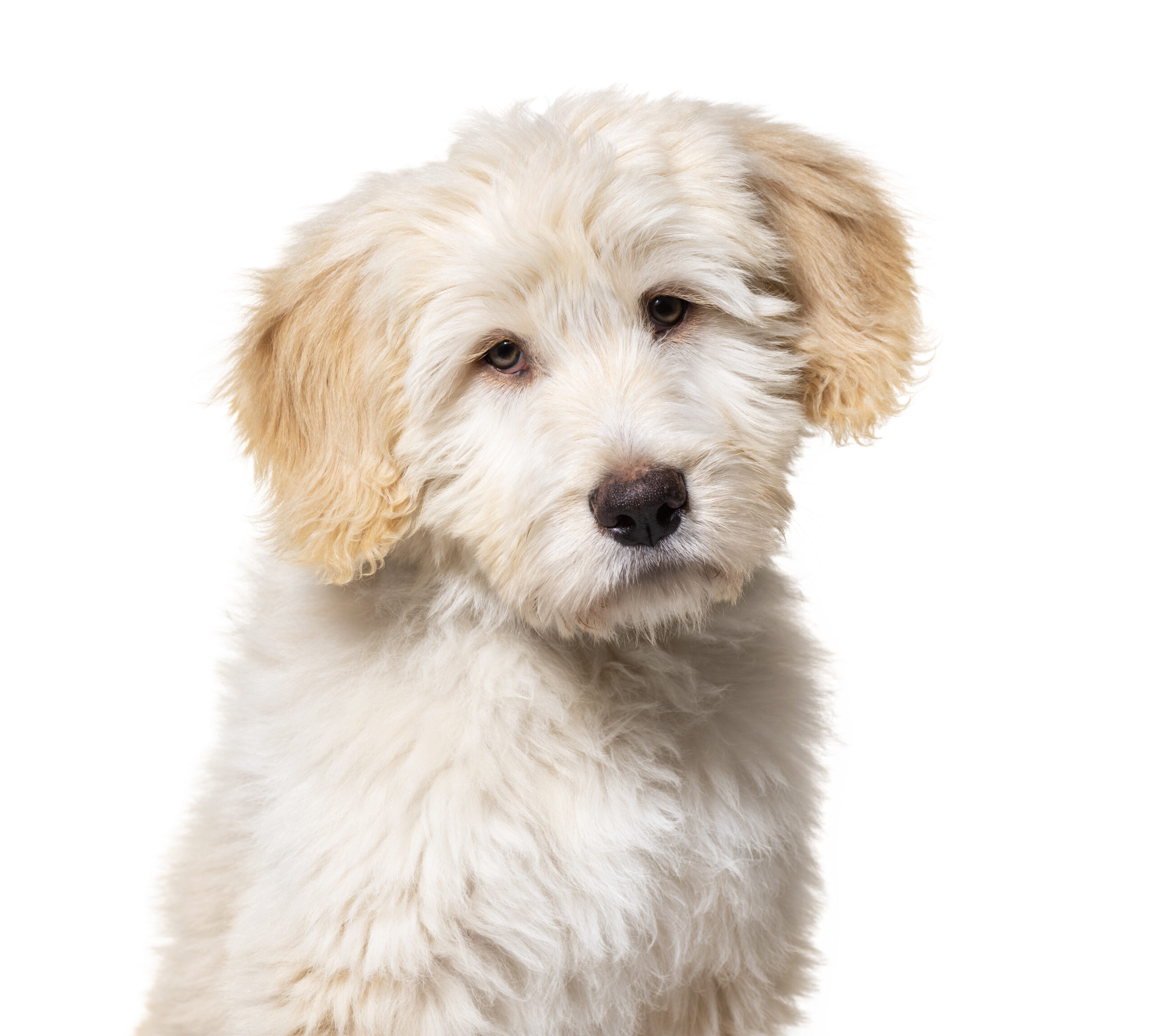 Dog 3
