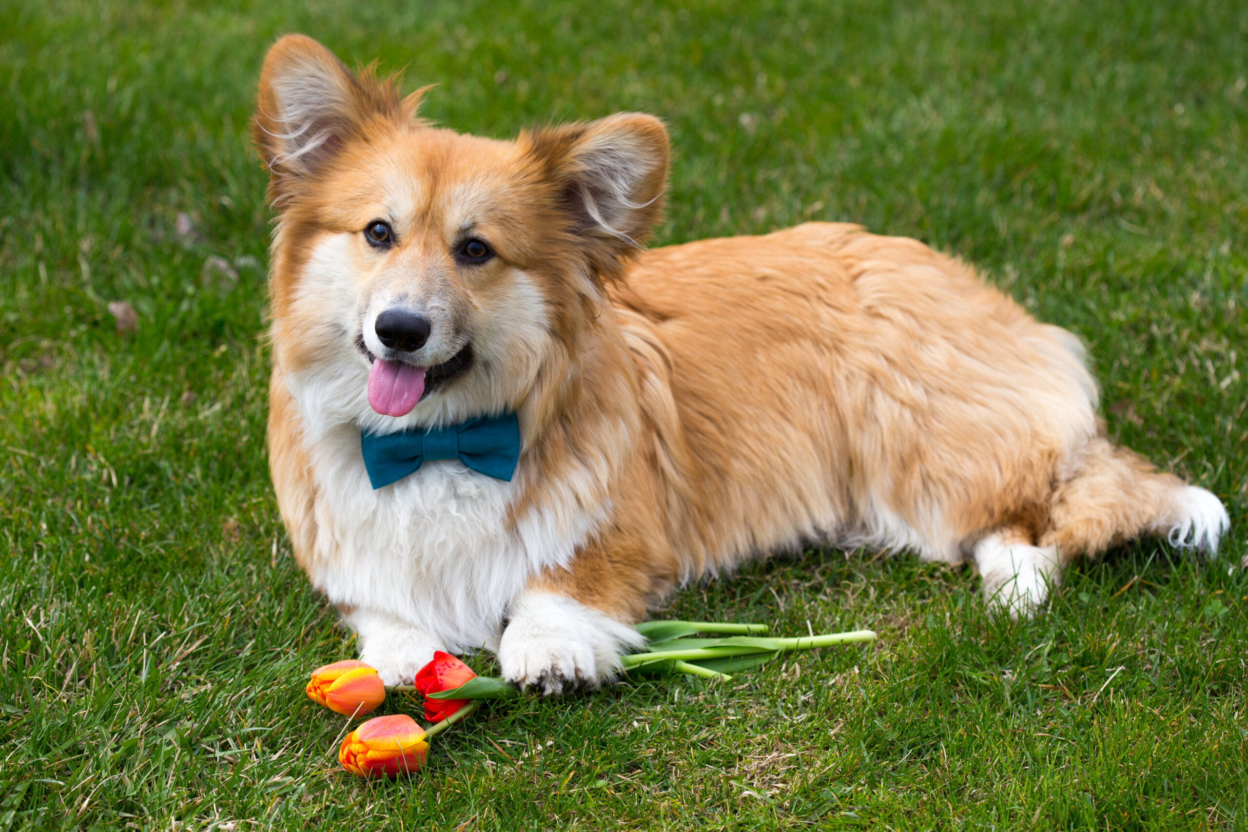 Dog 4