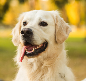 Dog 2