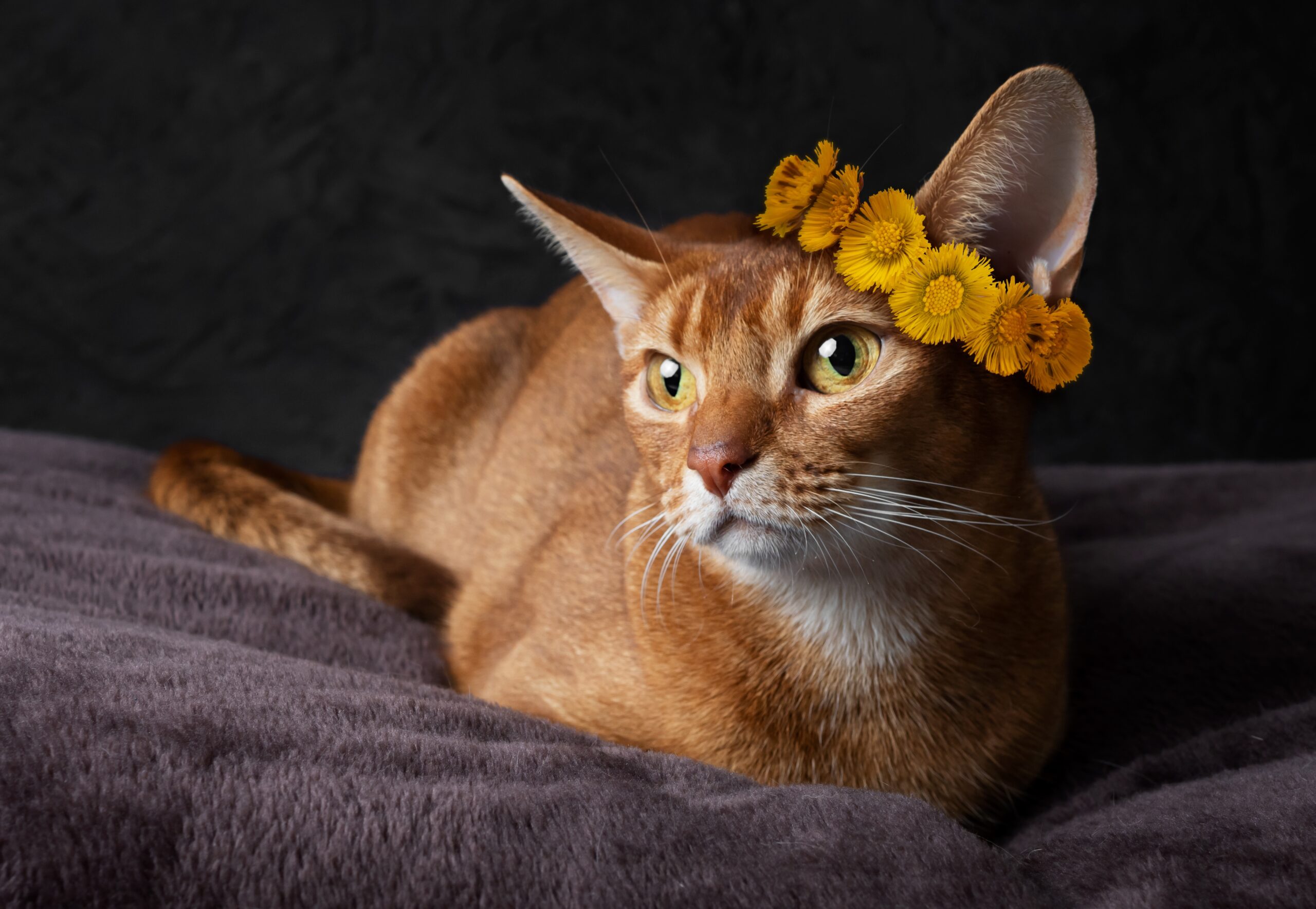 Abyssinian Cat Grooming