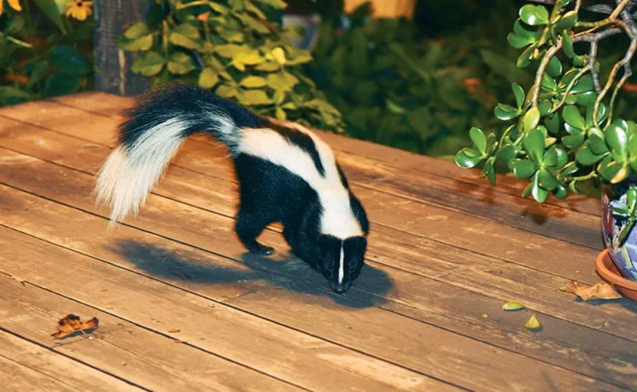Skunk